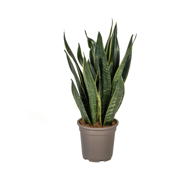 Sansevieria Trifasciata Futura Black