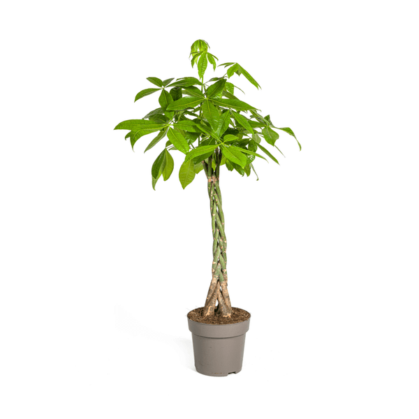 Pachira Aquatica indoor plant