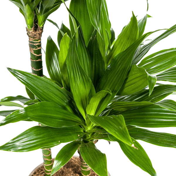 Dracaena Deremensis Green