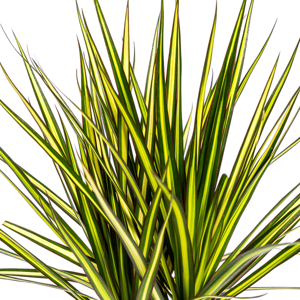 Dracaena Marginata Sunray