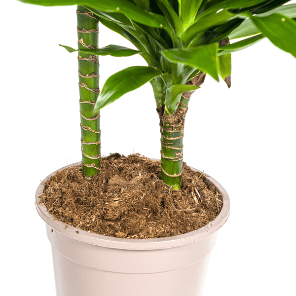 Dracaena Deremensis Green