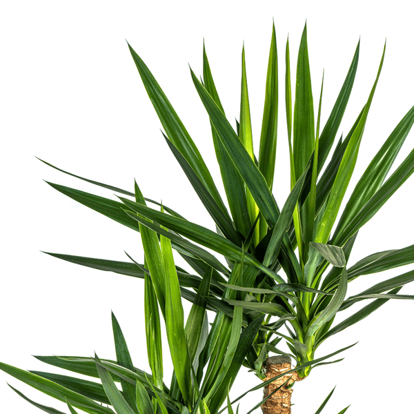 Yucca Elephantipes Verzweigt indoor plant