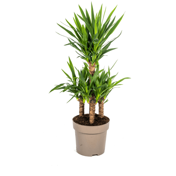 Yucca Elephantipes indoor plant