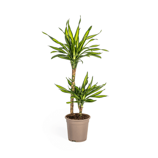 Dracaena Deremensis Rikki Ø19cm - ↕70 - 90cm