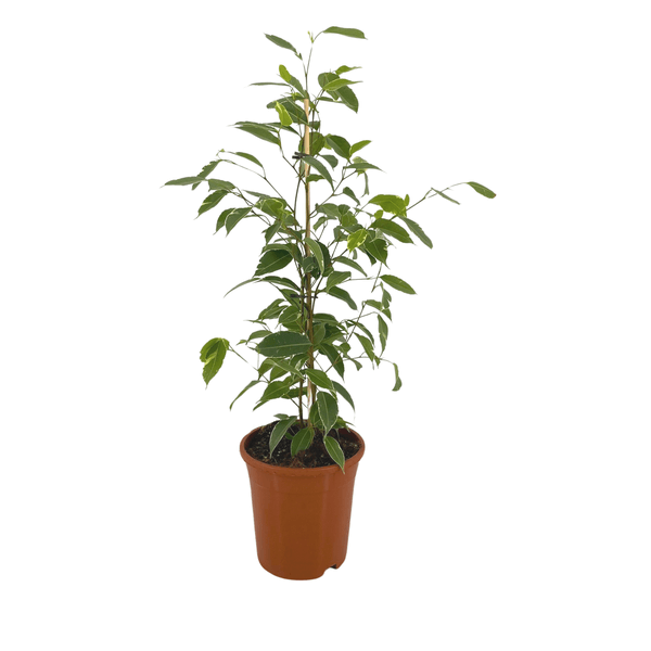 Ficus Benjamina Golden King indoor plant