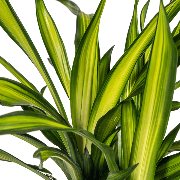 Dracaena Deremensis Rikki Ø21cm - ↕90 - 110cm