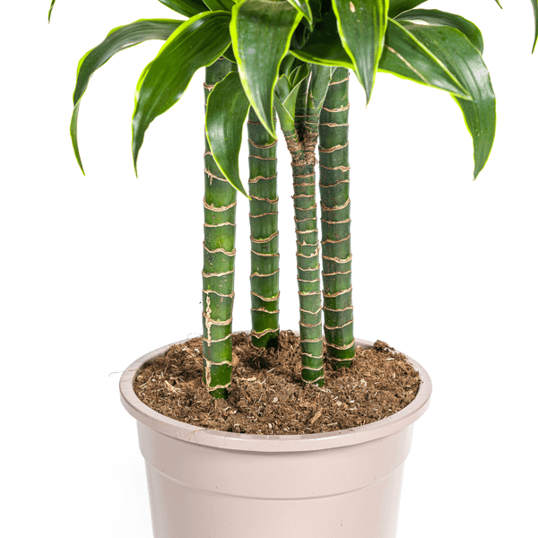 Dracaena Deremensis Dorado indoor plant