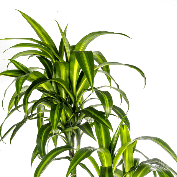 Dracaena Deremensis Hawaiian Sunshine Ø27cm - ↕170 - 190cm