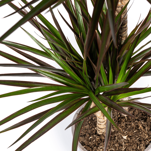 Dracaena Marginata Magenta Ø24cm - ↕130 - 150cm