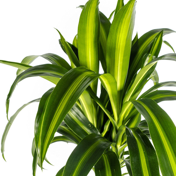 Dracaena Deremensis Hawaiian Sunshine Ø24cm - ↕130 - 150cm