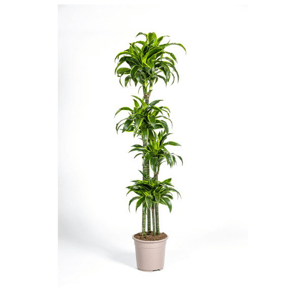 Dracaena Deremensis Dorado indoor plant