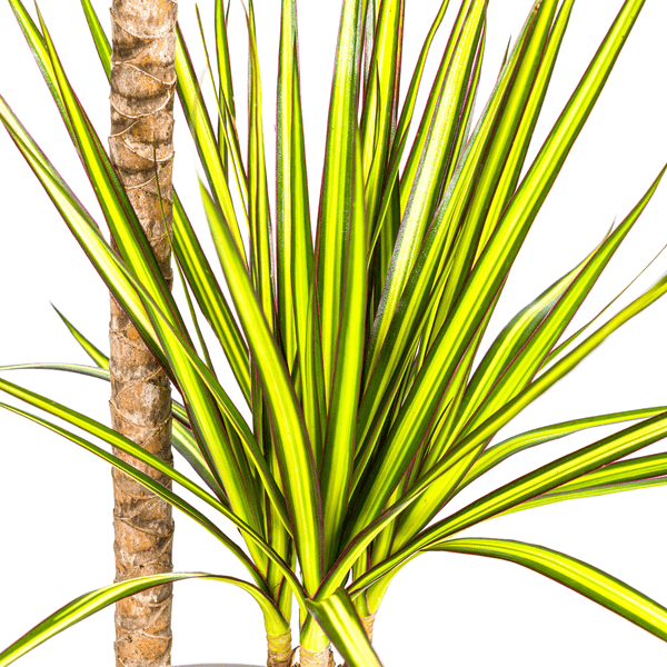 Dracaena Marginata Sunray Ø19cm - ↕80-100cm