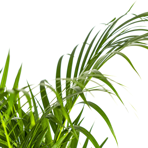 Dypsis Areca Lutescens Ø21cm - ↕100 - 120cm