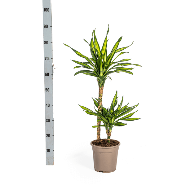 Dracaena Deremensis Rikki Ø19cm - ↕70 - 90cm