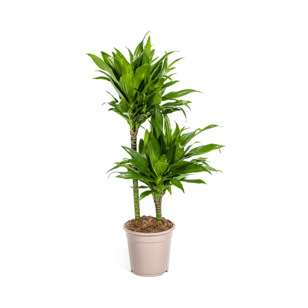 Dracaena Deremensis Green