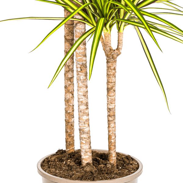 Dracaena Marginata Sunray Ø24cm - ↕130 - 150cm