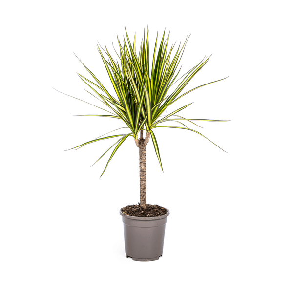 Dracaena Marginata Sunray