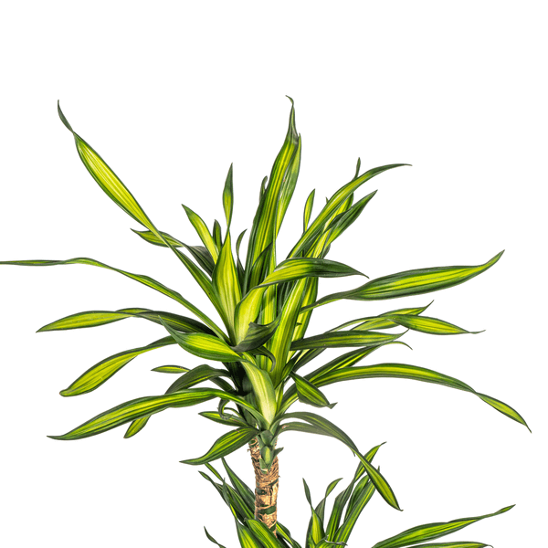 Dracaena Deremensis Rikki Ø21cm - ↕90 - 110cm