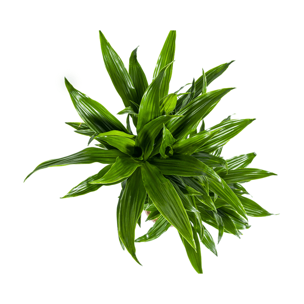 Dracaena Deremensis Green