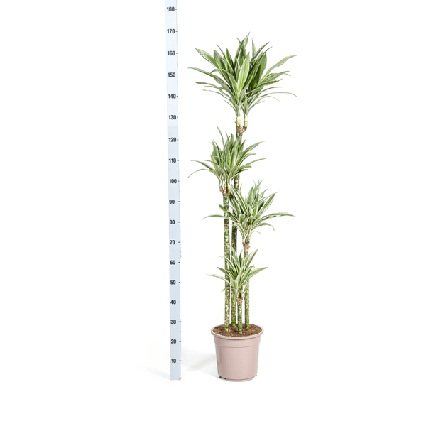 Dracaena Deremensis White Stripe