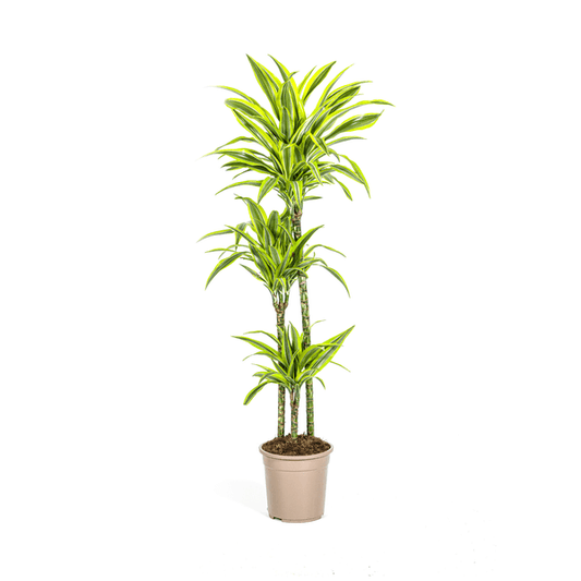 Dracaena Deremensis Lemon Lime Ø24cm - ↕130 - 150cm