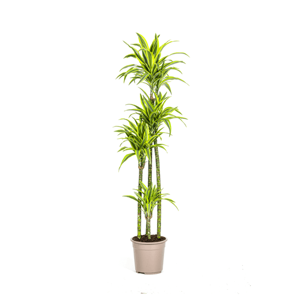 Dracaena Deremensis Lemon Lime Ø27cm - ↕170 - 190cm