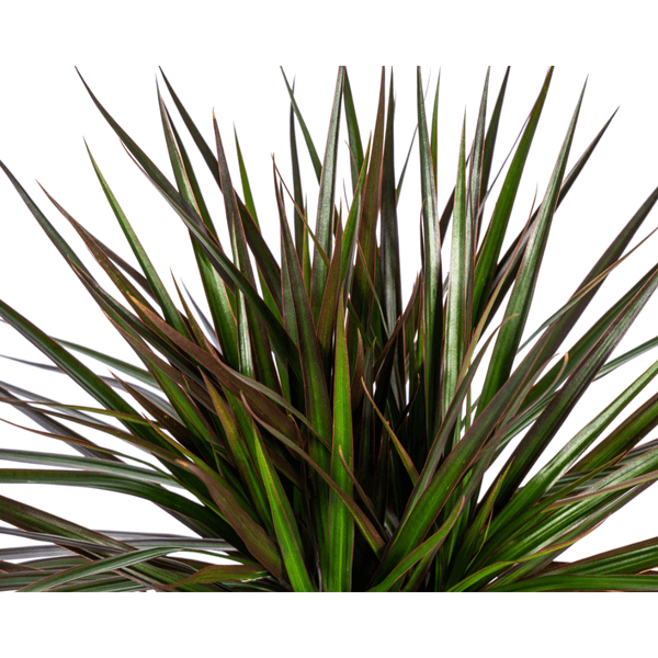 Dracaena Marginata Magenta indoor plant