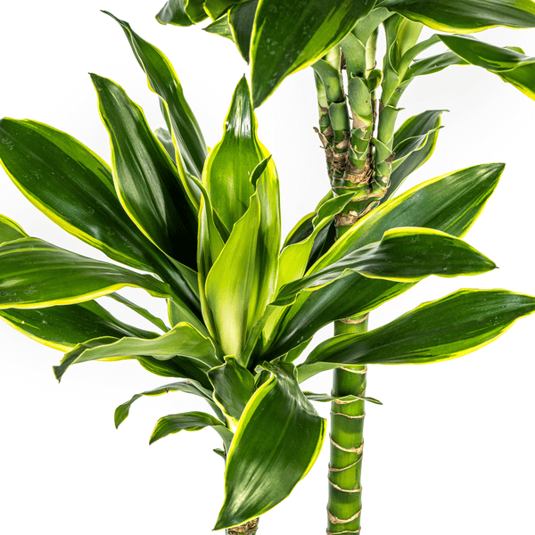 Dracaena Fragrans Golden Coast Ø24cm - ↕130 - 150cm