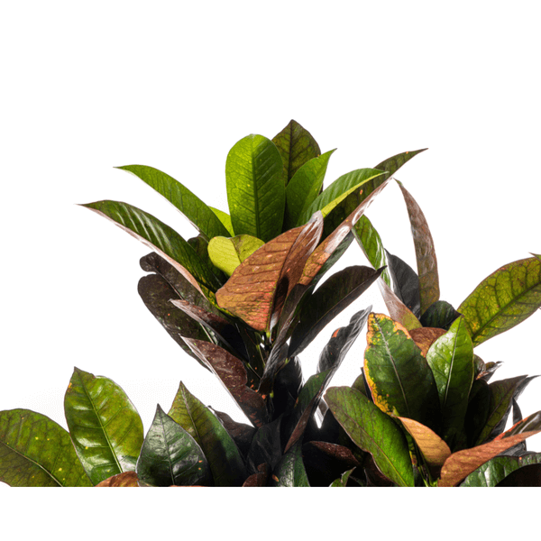 Codiaeum 'Croton' Iceton Ø24cm - ↕80-100cm