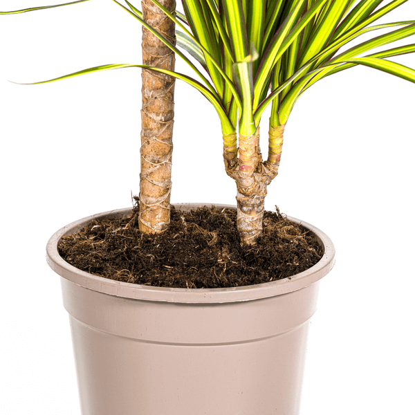 Dracaena Marginata Sunray Ø19cm - ↕80-100cm