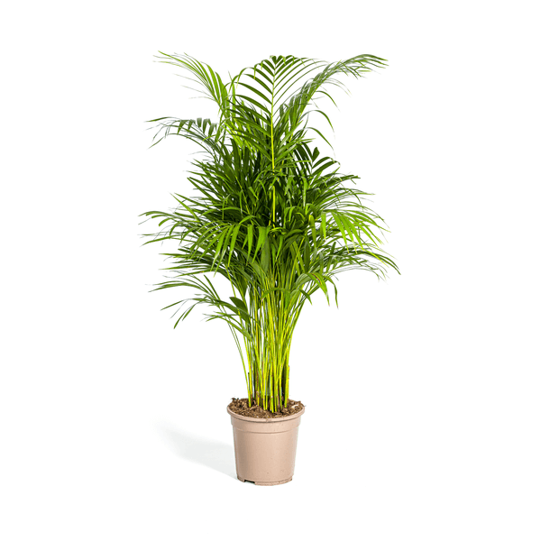 Dypsis Areca Lutescens Ø21cm - ↕100 - 120cm