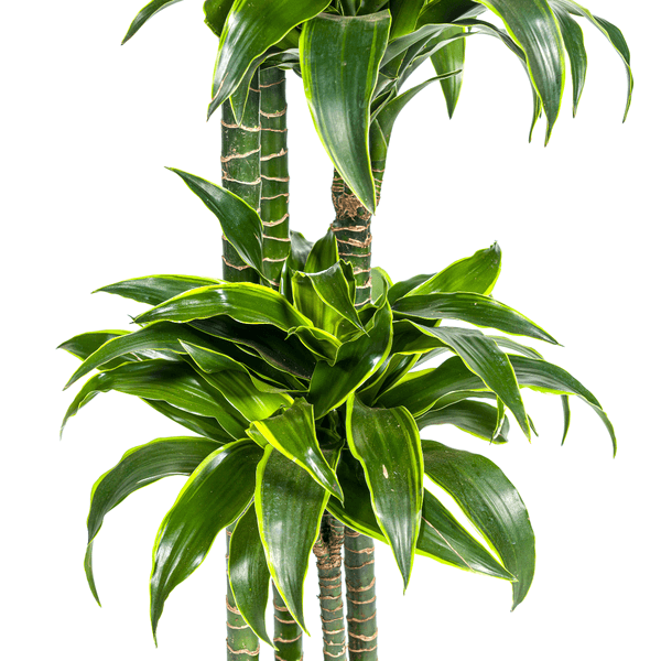 Dracaena Deremensis Dorado indoor plant