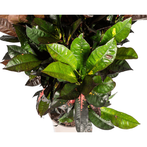 Codiaeum 'Croton' Iceton Ø24cm - ↕80-100cm