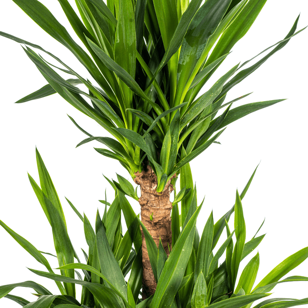 Yucca Elephantipes indoor plant