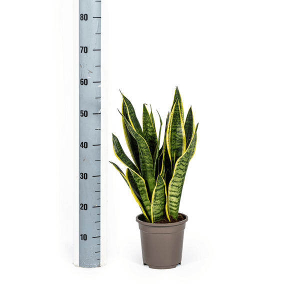 Sansevieria Trifasciata Futura