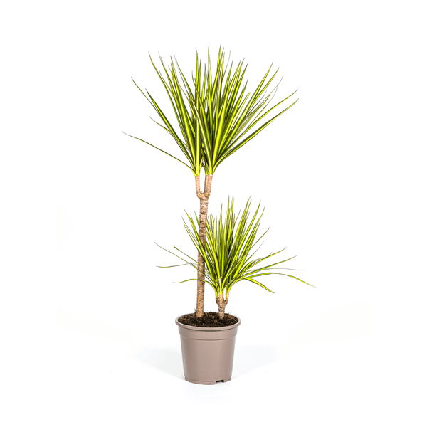 Dracaena Marginata Sunray Ø19cm - ↕80-100cm