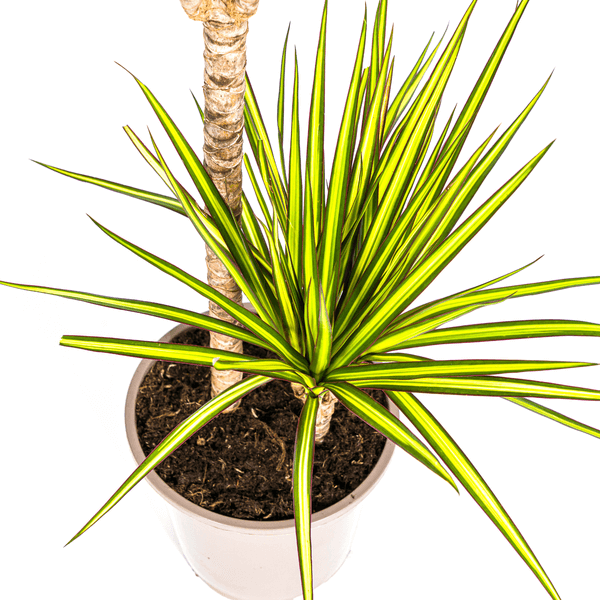 Dracaena Marginata Sunray Ø19cm - ↕80-100cm