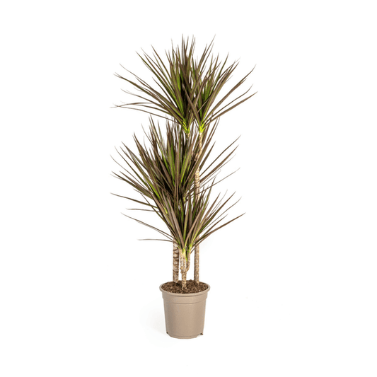 Dracaena Marginata Magenta Ø21cm - ↕110 - 130cm