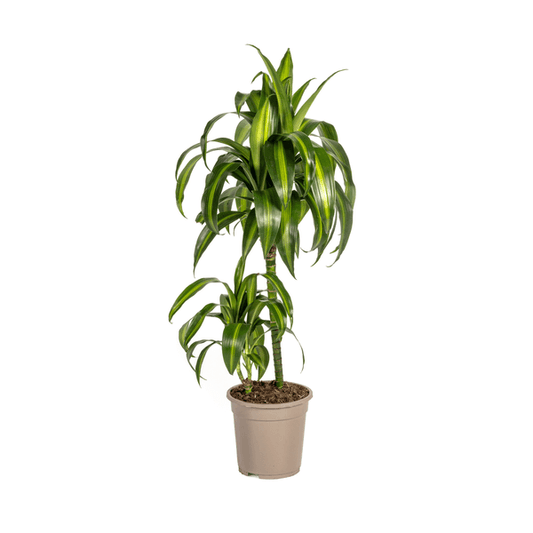 Dracaena Deremensis Hawaiian Sunshine