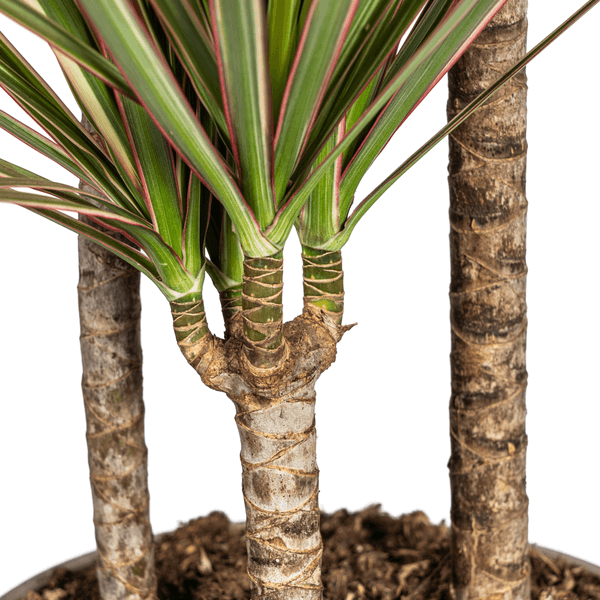 Dracaena Marginata Bicolor Ø21cm - ↕110 - 130cm