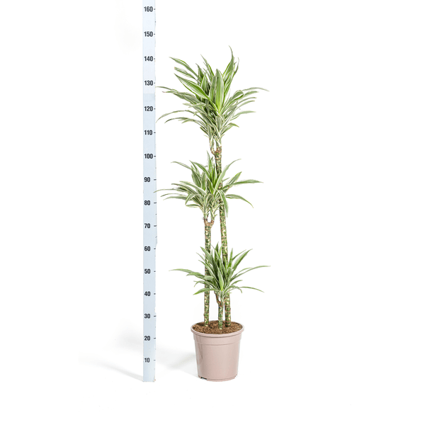 Dracaena Deremensis White Stripe Ø24cm - ↕130 - 150cm