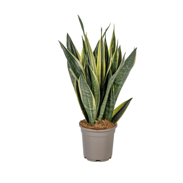 Sansevieria Trifasciata Canary