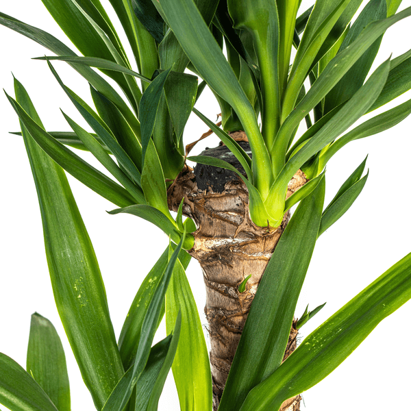 Yucca Elephantipes Ø19cm - ↕70 - 90cm