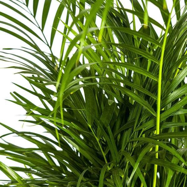 Dypsis Areca Lutescens Ø21cm - ↕100 - 120cm