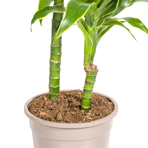 Dracaena Deremensis Dorado Ø19cm - ↕70 - 90cm