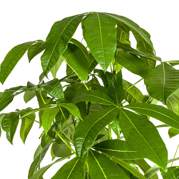 Pachira Aquatica indoor plant