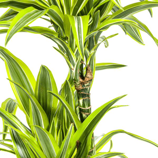 Dracaena Deremensis Lemon Lime Ø24cm - ↕130 - 150cm