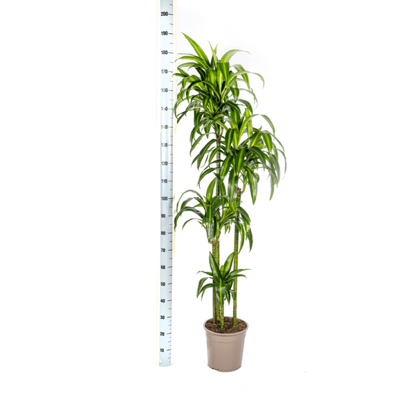 Dracaena Deremensis Hawaiian Sunshine Ø27cm - ↕170 - 190cm