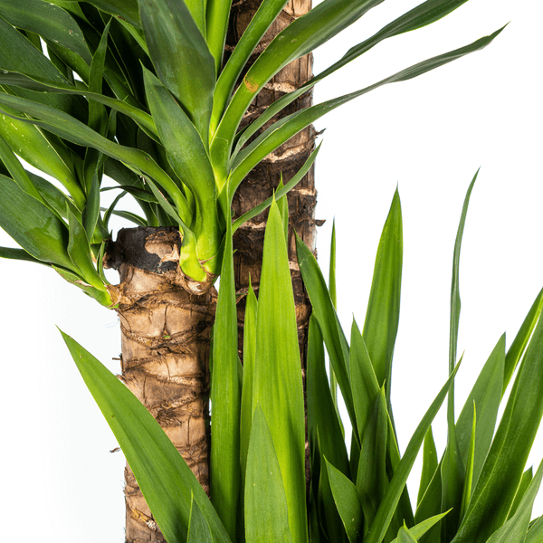 Yucca Elephantipes indoor plant