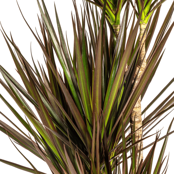 Dracaena Marginata Magenta Ø21cm - ↕110 - 130cm